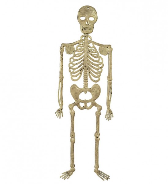 Skelett ° 32 cm