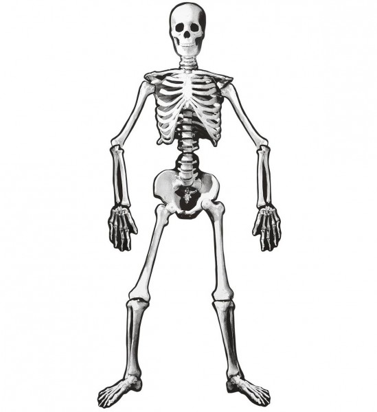 Bewegliches Skelett ° 134 cm